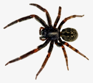 Insect Png Image File - Spider Png, Transparent Png, Transparent PNG