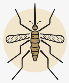Net-winged Insects, HD Png Download, Transparent PNG