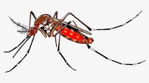 Transparent Mosquito Png - Dengue Mosquito Images Png, Png Download, Transparent PNG