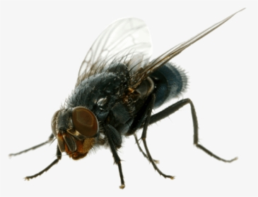 Flies Png, Transparent Png, Transparent PNG