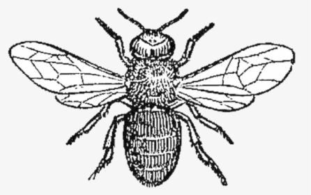 Bee Pest Affecting Honey Bees Clipart Transparent Png - Drone Bee Black And White, Png Download, Transparent PNG