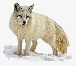 Aislado, Zorro Del Ártico, Desierto, La Naturaleza - Arctic Fox Transparent Background, HD Png Download, Transparent PNG