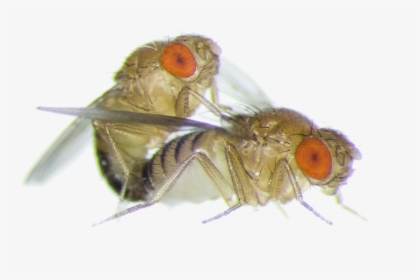 Fruit Fly Png - Fruit Flies, Transparent Png, Transparent PNG