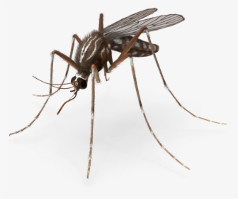 Mosquito Pest Control Royalty-free Insect - Mosquito Png, Transparent Png, Transparent PNG