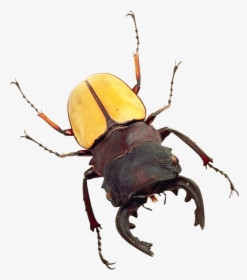 Bug Png Image - Transparent Bug, Png Download, Transparent PNG