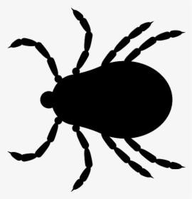 Tick Insect Png - Deer Tick Clipart, Transparent Png, Transparent PNG