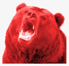 Russian Bears , Png Download - Bear Yawning, Transparent Png, Transparent PNG