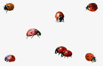 Ladybug Insect Png Background Image - Ladybird Transparent Png, Png Download, Transparent PNG