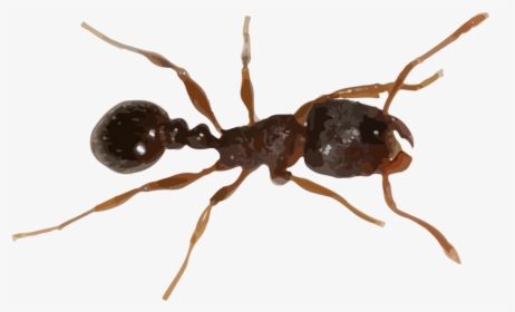 Fire Ant Png - Carpenter Ant, Transparent Png, Transparent PNG
