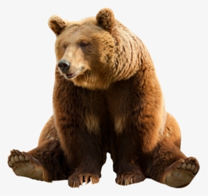 Grizzly-bear - Transparent Background Brown Bear Transparent, HD Png Download, Transparent PNG