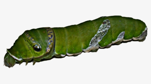 Larva Of Spicebush Swallowtail - Larva Of Swallowtail, HD Png Download, Transparent PNG