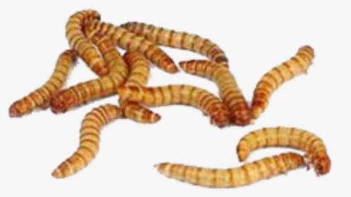 Maggot Png - Meal Worm, Transparent Png, Transparent PNG