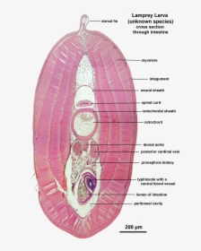 Lamprey Larva X Sect Intestine Labelled - Lamprey Anatomy Cross Section, HD Png Download, Transparent PNG