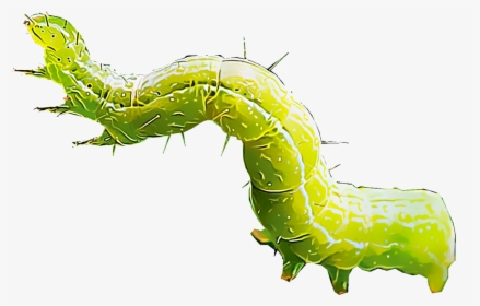 Gusano Png - Cabbage Worm Clipart, Transparent Png, Transparent PNG