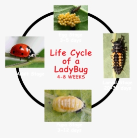 Transparent Ladybug Clipart - Life Cycle Ladybug Larva, HD Png Download, Transparent PNG