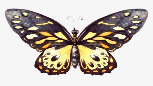 Larva - Speckled Wood (butterfly, HD Png Download, Transparent PNG