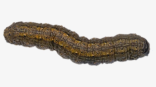 Cutworm Png, Transparent Png, Transparent PNG