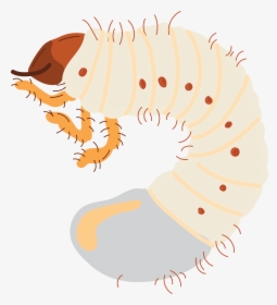 Grubs Png, Transparent Png, Transparent PNG