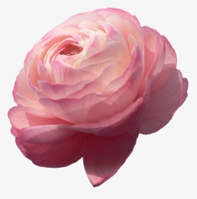 Flowers, Rose, And Pink Image - Ranunculus Png, Transparent Png, Transparent PNG