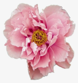 Peony Aesthetic Flower Pink Pretty Tumblr Pastel Rose - Aesthetic Transparent Flower Png, Png Download, Transparent PNG