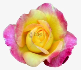 Free Png Transparent Flower Tumblr Png Image With Transparent - Pink Yellow Rose Png, Png Download, Transparent PNG