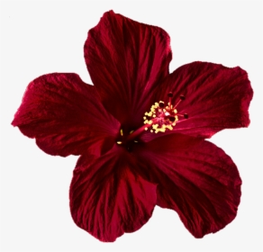 Hibiscus Clipart Png Tumblr - Transparent Red Flower, Png Download, Transparent PNG