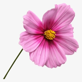 Pink Flower On Stem - Cosmos Flower Png, Transparent Png, Transparent PNG