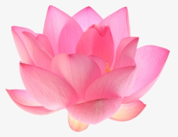 Flowers, Lotus, And Nature Image - Pink Lotus Flower White Background, HD Png Download, Transparent PNG