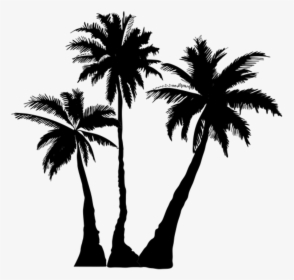 Transparent Palm Tree Png Transparent - Palm Trees Transparent Background, Png Download, Transparent PNG