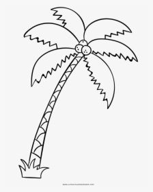 Palm Tree Coloring Page - Palm Tree Drawing Big, HD Png Download, Transparent PNG