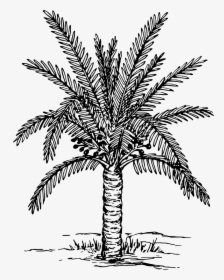 Palm Trees Coloring Book Drawing Painting Plants - Date Tree Clipart Black And White, HD Png Download, Transparent PNG