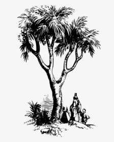 Visual Arts,plant,flower - Doum Palm Tree Drawing, HD Png Download, Transparent PNG