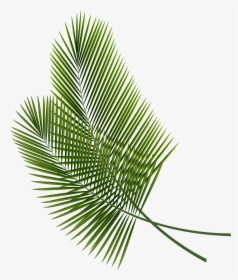 Collection Of Free Branches Drawing Palm Tree Download - Palm Fronds Transparent Background, HD Png Download, Transparent PNG
