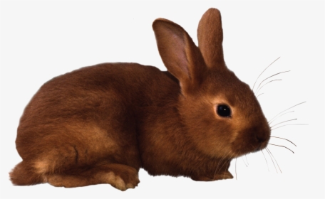 Best Free Rabbit Png Icon - Rabbit Clipart, Transparent Png, Transparent PNG