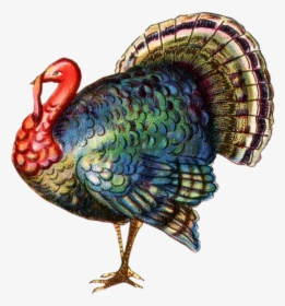 Thanksgiving Transparent Png - Transparent Background Turkey Clipart, Png Download, Transparent PNG
