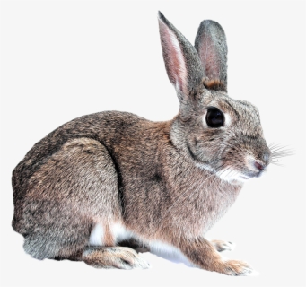 Transparent Bunny, HD Png Download, Transparent PNG