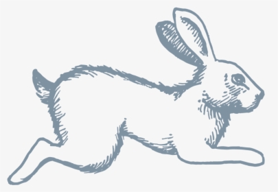 Celeste Icon Rabbit - Antelope Jackrabbit, HD Png Download, Transparent PNG