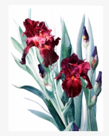 Iris Donatello The Artwork Factory - Red Iris Painting, HD Png Download, Transparent PNG