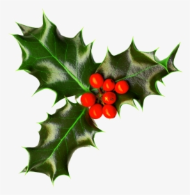 Christmas Png Images Free - Transparent Christmas Holly, Png Download, Transparent PNG