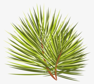 Christmas Tree, Branch, Sprig, Spruce, Needles, Plant - Close-up, HD Png Download, Transparent PNG