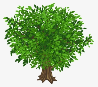 Large Tree Png - Tree Images Without Background, Transparent Png, Transparent PNG