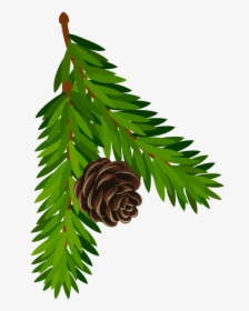 Transparent Pine Branch With - Pine Transparent Gif, HD Png Download, Transparent PNG