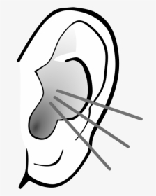 Free Png Listening Transparent - Did You Know Ear Facts, Png Download, Transparent PNG