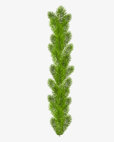 Transparent Pine Branches Clipart - Pine Tree Branches Png, Png Download, Transparent PNG