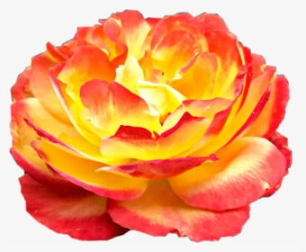 #sunburst #rose #flower #yellow #red #orange #beautiful - Yellow & Red Roses Pmg, HD Png Download, Transparent PNG