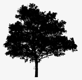 Oak Tree Silhouette - Black Tree Png For Photoshop, Transparent Png, Transparent PNG