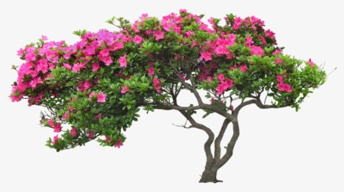 Bougainvillea Drawing Plant Banner Transparent Download - Tree With Flower Png, Png Download, Transparent PNG