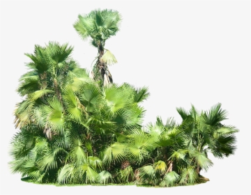 Tropical Plants Transparent Background, HD Png Download, Transparent PNG