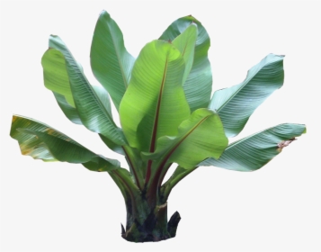 Potted Tropical Plants Png - Tropical Plant Photoshop, Transparent Png, Transparent PNG