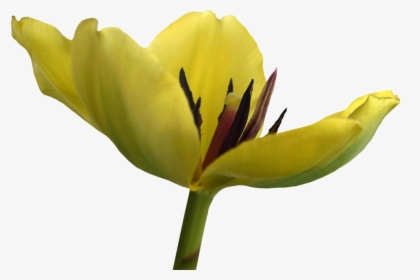 Tulip Flower Free Png Transparent Images Free Download - Lily Family, Png Download, Transparent PNG